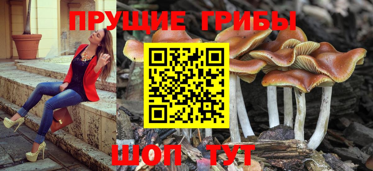 Псилоцибиновые грибы Psilocybe  Вход с VPN  Псилоцибиновые грибы Psilocybe  закладка  Грозный 
